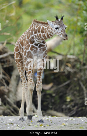 Netzartige Giraffe, Vorderansicht, jung, Stockfoto