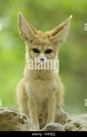 Fennec Fuchs Vulpes Zerda, Vorderansicht, sitzen, Blick in die Kamera, Stockfoto