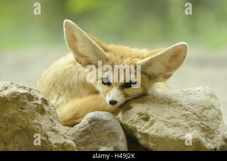 Fennec Fox, Vulpes Zerda, Stein, liegend, Blick in die Kamera, Stockfoto