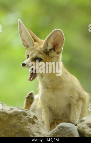 Fennec Fuchs, Vulpes Zerda, Gähnen, Stockfoto