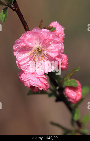 Tonsillen Blüte, Prunus Dulcis, Stockfoto