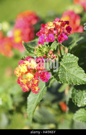 Lantana, Blume, spanische Flagge, Verbenaceae, Stockfoto