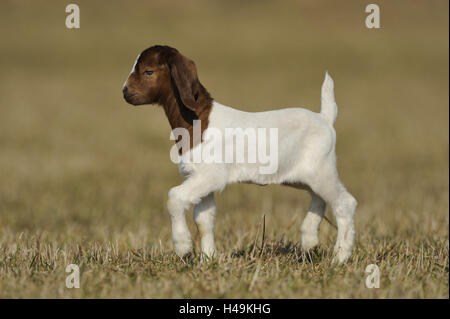 Boer Ziege, Kind, Stockfoto