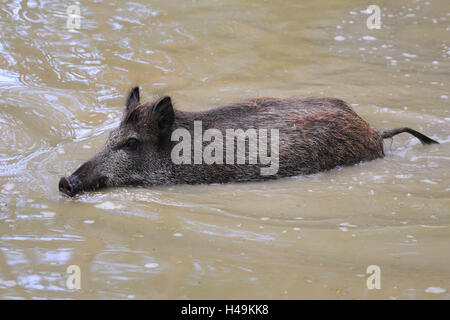 Wildschwein im Wasser, Stockfoto