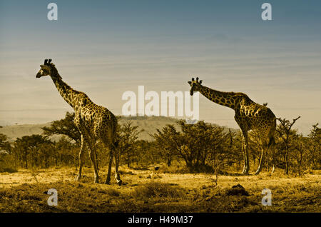 Afrika, Tansania, Ostafrika, Serengeti, Nationalpark, Giraffe, Stockfoto