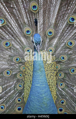 Blauer Pfau, Pavo Cristatus, Porträt, Stockfoto