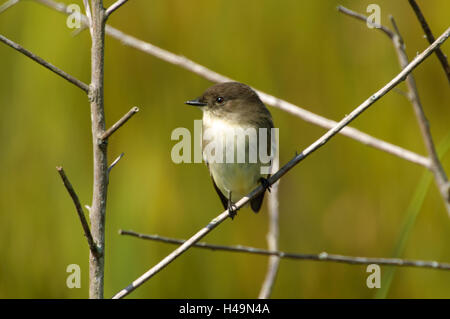 Arthur R Marshall National Wildlife Reserve - Loxahatchee, Florida, USA. Osteuropa (Sayornis Phoebe, Phoebe) Stockfoto