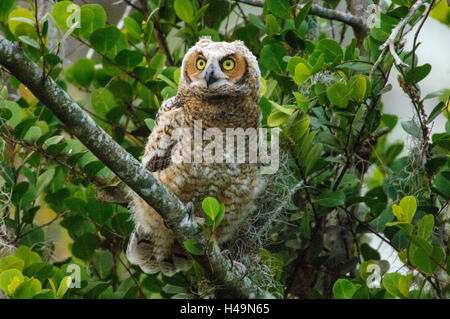 Große gehörnte Eule (Bubo Virginianus), ersten Tag aus Nest, Arthur R Marshall National Wildlife Reserve - Loxahatchee, Florida, Stockfoto