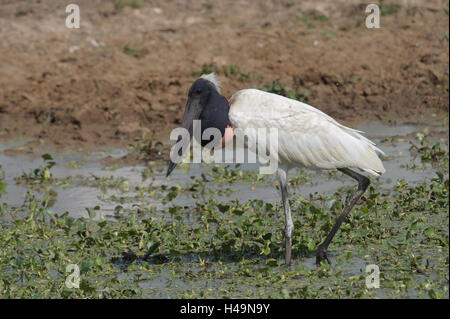 Jabiru-Storch (Jabiru Mycteria), Arraras Lodge, Pantanal Mato Grosso, Brasilien Stockfoto