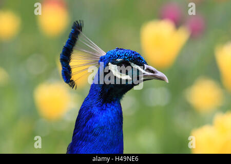 Pfau, mittlere close-up, Stockfoto