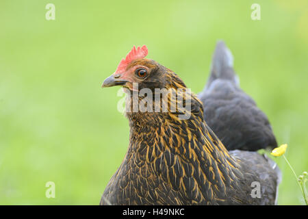 Haushuhn, Gallus Gallus Domesticus, Henne, Porträt, Seitenansicht, Stockfoto