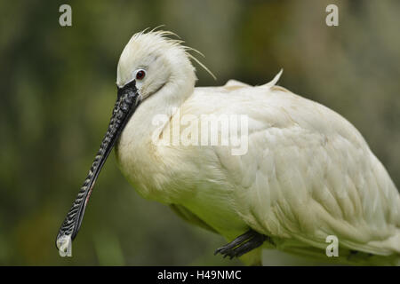 Löffler, Platalea Leucorodia, halbe Porträt, seitlich, Stockfoto