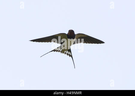 Rauchschwalbe Hirundo Rustica, fliegen, Himmel, Frontal, Stockfoto