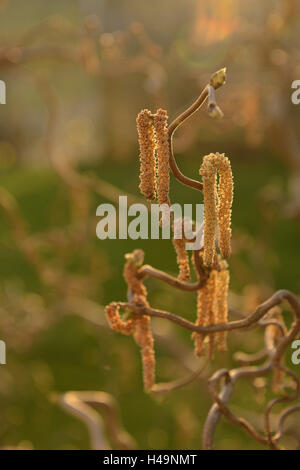 Korkenzieher-Hasel, Corylus Avellana 'Contorta', Blüte, Stockfoto