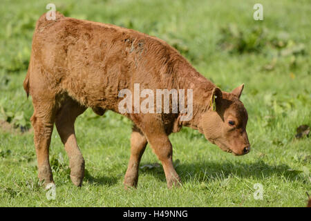 Kuh, Bos Primigenius Taurus, Jungtier, Wiese, Wandern, Seitenansicht, Stockfoto