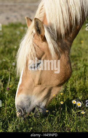 Haflinger, Pferd, Portrait, Seitenansicht, Rasen, Essen, Stockfoto