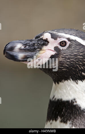 Humboldt-Pinguin Spheniscus Humboldti, Porträt, Seitenansicht, Stockfoto