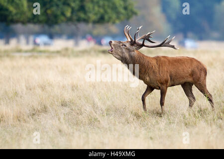 Richmond, Großbritannien. 14. Oktober 2016. UK-Wetter.  Ein Rothirsch Hirsch Bolving während der jährlichen Brunft im Richmond Park, London, UK Credit: Ed Brown/Alamy Live News Stockfoto