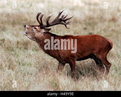 Richmond Park, London, UK. 14. Oktober 2016. Ein Reh Hirsch bellt während der Brunftzeit im Richmond Park, London, Großbritannien 14. Oktober 2016. © John Voos Stockfoto