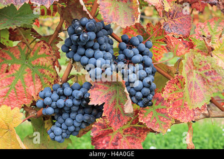 Denbies Weinberg, Dorking, Surrey, UK. 14. Oktober 2016. Schwarzen Trauben reif und bereit auf Denbies Wine Estate in Dorking Surrey, Britains größte Weinberg geerntet werden. Bildnachweis: Julia Gavin UK/Alamy Live-Nachrichten Stockfoto