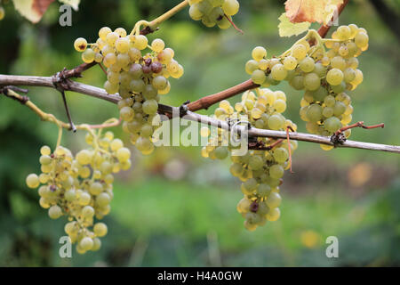 Denbies Weinberg, Dorking, Surrey, UK. 14. Oktober 2016. Weiße Trauben reif und bereit auf Denbies Wine Estate in Dorking Surrey, Britains größte Weinberg geerntet werden. Bildnachweis: Julia Gavin UK/Alamy Live-Nachrichten Stockfoto