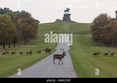 Windsor, UK. 14. Oktober 2016. Rothirsch im Windsor Great Park bei Einbruch der Dunkelheit während der Brunftzeit. Bildnachweis: Mark Kerrison/Alamy Live-Nachrichten Stockfoto