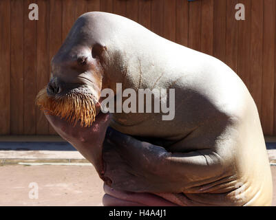 Yokohama, Japan. 15. Oktober 2016. Eine weibliche Walross Pico Posen als Skulptur des "Le lange" (der Denker) von Auguste Rodin während ihrer Performance-Show im Yokohama Hakkeijima Sea Paradise Aquarium in Yokohama, vorstädtischen Tokio auf Samstag, 15. Oktober 2016. Besucher genießen ihre künstlerische Leistung durchgeführt Trog 6 November werden. Kredite: Yoshio Tsunoda/AFLO/Alamy Live-Nachrichten Stockfoto