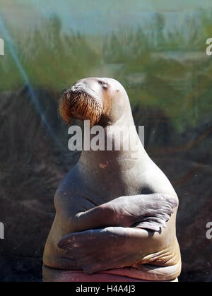 Yokohama, Japan. 15. Oktober 2016. Eine weibliche Walross Pico Posen wie ein Gemälde "Mona Lisa" von Leonard da Vincii während ihres Auftritts zeigen bei Yokohama Hakkeijima Sea Paradise Aquarium in Yokohama, vorstädtischen Tokio auf Samstag, 15. Oktober 2016. Besucher genießen ihre künstlerische Leistung durchgeführt Trog 6 November werden. Kredite: Yoshio Tsunoda/AFLO/Alamy Live-Nachrichten Stockfoto