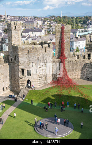 Die weinende Fenster Mohnblumen anzeigen aus der Installation "Blut Mehrfrequenzdarstellung Länder und Meere of Red" in Caernarfon Castle Bildnachweis: Fotan/Alamy Live-Nachrichten Stockfoto