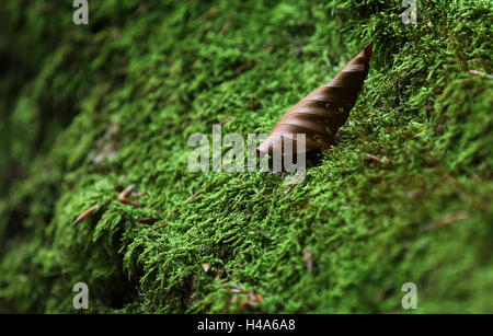 Rohrbrunn, Deutschland. 14. Oktober 2016. Eine Herbst Blatt liegt auf einem Baumstamm in Moos im Spessart in der Nähe Rohrbrunn, Deutschland, 14. Oktober 2016 abgedeckt. Foto: KARL-JOSEF HILDENBRAND/Dpa/Alamy Live News Stockfoto