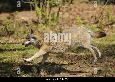 Eurasische Wolf, Canis Lupus Lupus, Nationalpark Bayerischer Wald, Stockfoto