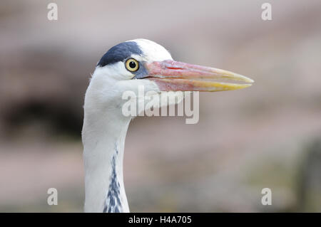 Graue Reiher, Ardea Cinerea, Porträt, Rückfahrkamera, Stockfoto