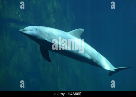 Gemeinsame große Tümmler, Tursiops Truncatus, Wasser, Seitenansicht, Schwimmen, Stockfoto