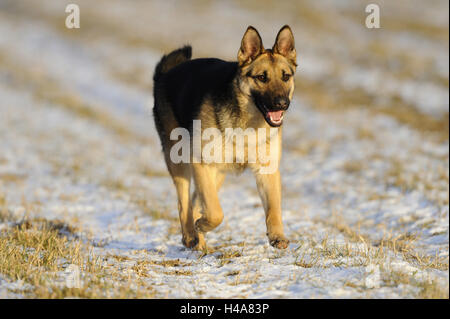 Deutsche Sheepherd, Jung Hund ausführen, frontal, Schäferhund, Stock Haare, kurze Haare, Schäferhund, Sennenhund, Hund, begleitenden Hund, Hund, Rassehund, Hunderasse, Jungtier, jungen, Tier, Säugetier, Natur, Tier, Tierwelt, außerhalb, Ganzkörper, mittlere schließen-u Stockfoto