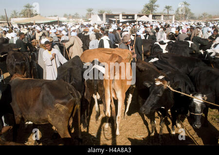 Ägypten, auf dem Kamel Markt Darau nahe der kleinen Stadt Kom Ombo nach Süden Assuan, Stockfoto