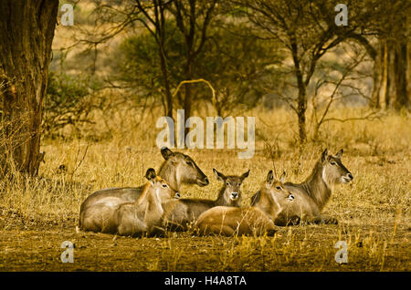 Afrika, Ostafrika, Tansania, Tarangire-Nationalpark, Tier, Stockfoto