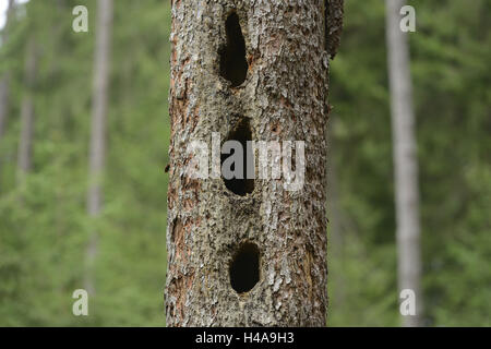 Fichte, Picea Abies, Stamm, mittlerer close-up, Stockfoto