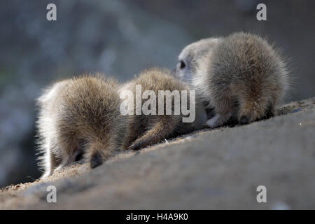 Männlein, Suricata Suricatta, Jungtiere, drei, der Erde zurück, Ansicht, Tiere, wilde Tiere, Säugetiere, Raubtiere, junge Tiere, jüngere Generation, Zootiere, Lebensraum, Gefangenschaft, Ganzkörper, Stockfoto