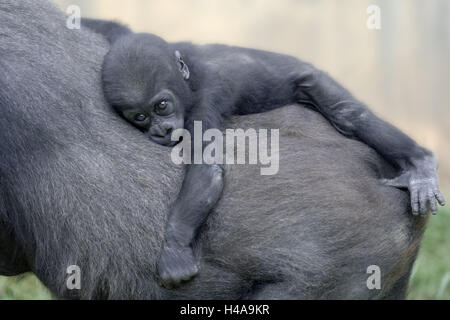 Schlichte Gorilla Gorilla Gorilla Gorilla, Mutter Tier, Rücken, Detail, Jungtier, festhalten, Tierwelt, Tiere, Säugetiere, wilde Tiere, Affen, des Herrn Tiere, Primaten, Altweltaffen, jung, schützen, Stick, Zucht, Naht, Instinkt, Sicherheit, Schutz, Konzeption, Schutz bedrohter Arten, droht, Tierarten bedroht, Zootiere, feste Klauen, Stockfoto