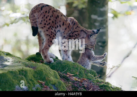 Holz, Eurasischer Luchs Lynx Lynx Mutter Tier, Jungtier, Mund, Carry, Seitenansicht, Tierwelt, Wildlife, Wildnis, Tiere, wilde Tiere, Säugetiere, Raubtiere, Großkatzen, Schutz, Instinkt, Pflege, Tierarten gefährdet, droht, Schutz bedrohter Arten, Ganzkörper, Fels, Moos, Luchs, Tierfamilie, Stockfoto