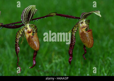 Orchideen blühen, Paphiopedilum Hybriden, Stockfoto