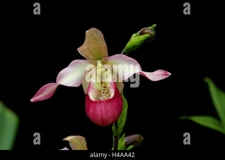 Orchideen blühen, Paphiopedilum Hybriden, Stockfoto