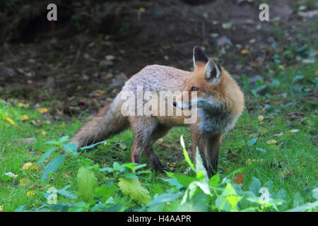 Rotfuchs Jungtier, Stockfoto