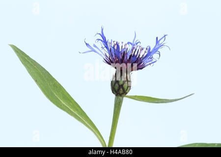 Berg Flockenblume, Blüte, Ausschneiden, Stockfoto