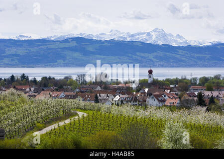 Obstplantage, Blüten, Kressbronn (Dorf), Bodensee, Stockfoto