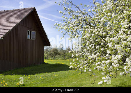 Obstplantage, Blüten, Bauerngärten, Lindau, Bodensee, Stockfoto