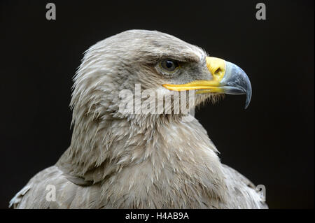 Steppenadler Aquila Nipalensis, Porträt, Seitenansicht, Stockfoto