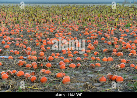 Kürbis Feld, Hokkaido Kürbisse, Rheinland-Pfalz, Deutschland, Stockfoto