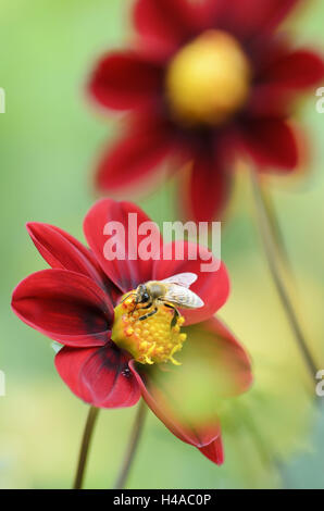 Top Mix Dahlie, Dahlia-Hybride 'Rood', mit Honigbiene, Apis Mellifera, Stockfoto