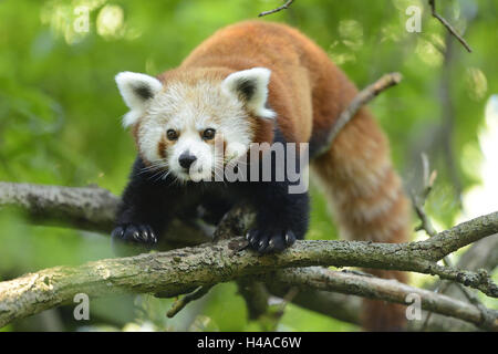 Kleine Panda Ailurus Fulgens, Aufstieg, frontal, Rückfahrkamera, Stockfoto